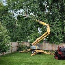 Best Tree and Shrub Care  in Lester Prairie, MN